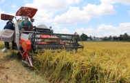 Xuất khẩu gạo vào EU có thể tăng gấp 4 lần