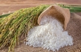 Thủ tướng chỉ thị đảm bảo an ninh lương thực, thúc đẩy sản xuất, xuất khẩu gạo bền vững