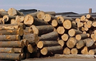 Hai tháng đầu năm 2024, xuất khẩu gỗ và sản phẩm gỗ tới thị trường Canada tăng mạnh