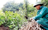 Hiệp hội Varisme: Thành lập Trung tâm bảo tồn và phát triển cây thuốc Việt Nam tại Đồng Nai